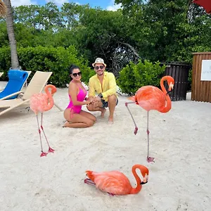 Bavaro Suites Pool Ducassi-sol Caribe Apartment